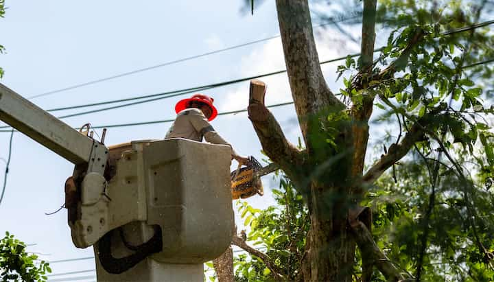 Tree care and maintenance services in Greeley