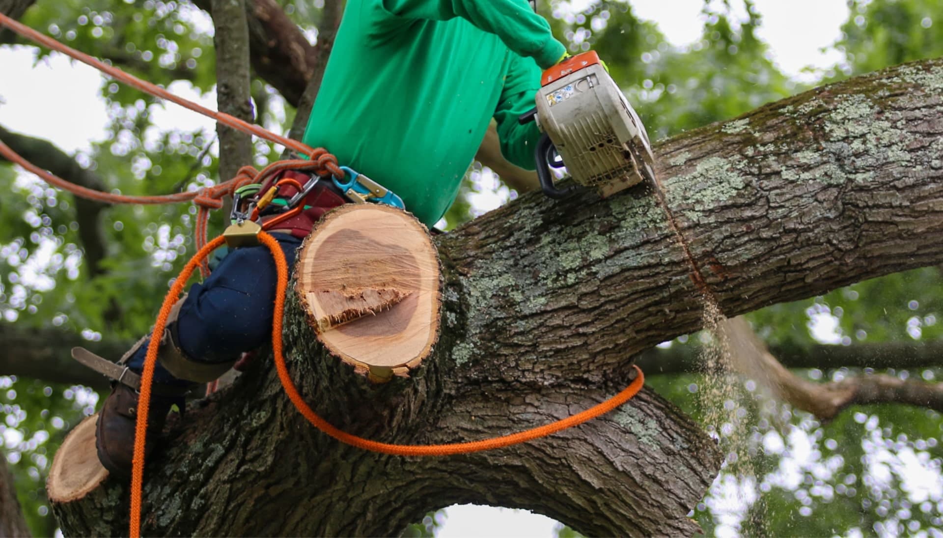 Relax with Greeley best tree removal.