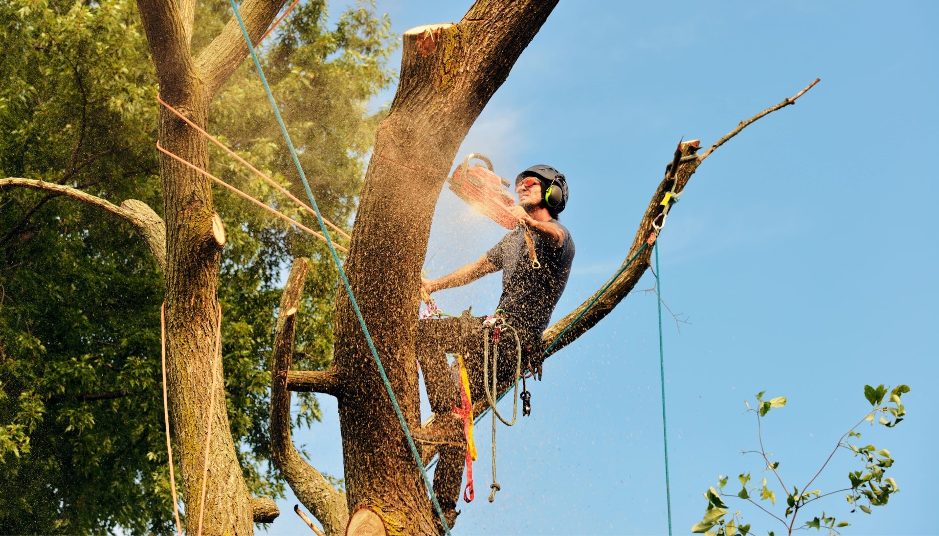 Greeley tree removal experts solve tree issues.