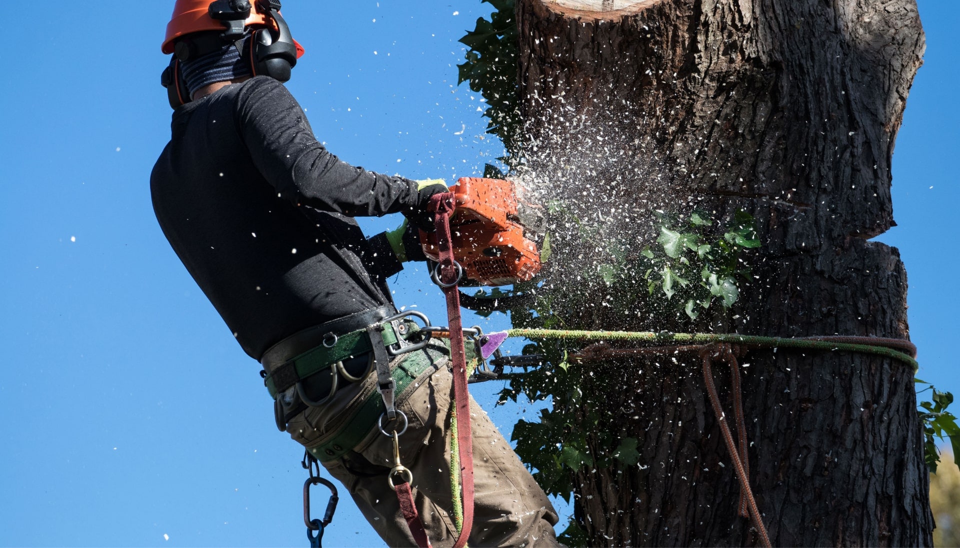 Professional Tree removal solutions in Greeley
